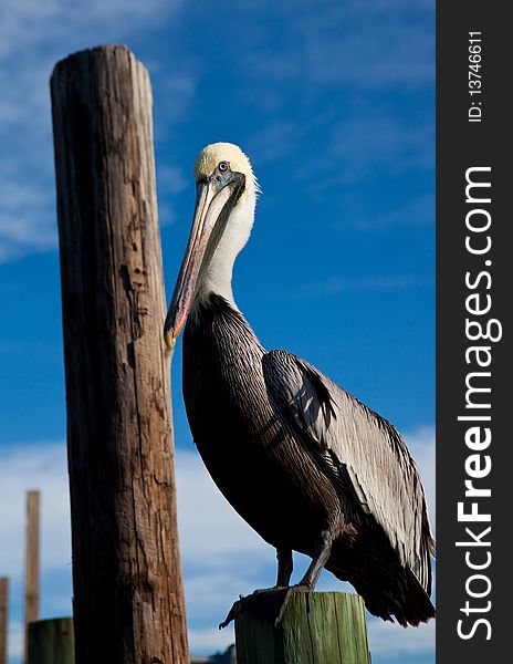 Brown plelican sits on piling late afternoon in Florida