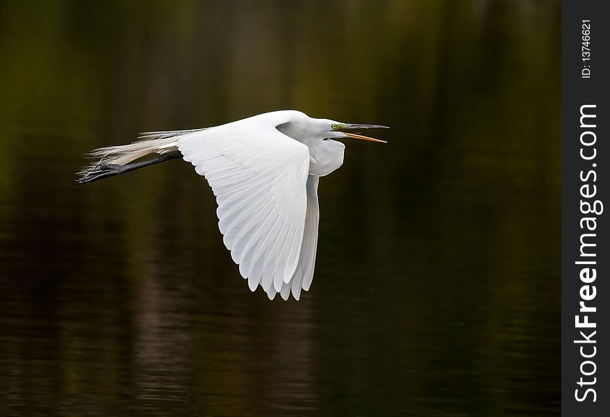 White Egret flies with mouth open over water with wings in downward position. White Egret flies with mouth open over water with wings in downward position.
