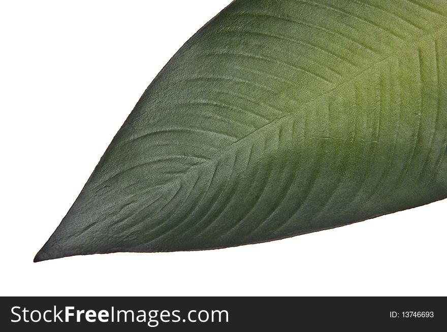Vibrant Green Tropical Leaf Isolated on White with a Clipping Path.