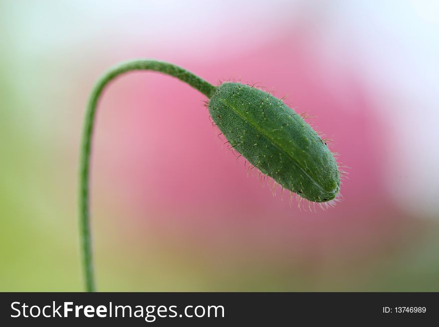 Poppy close-up view of the spring with. Poppy close-up view of the spring with