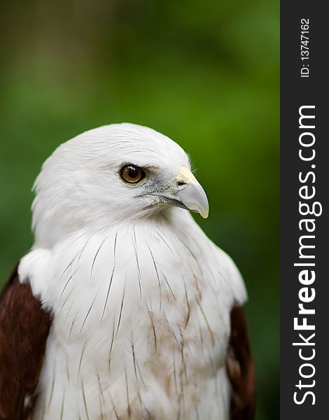 A close-up photo of an eagle called Brahminy Kite. A close-up photo of an eagle called Brahminy Kite