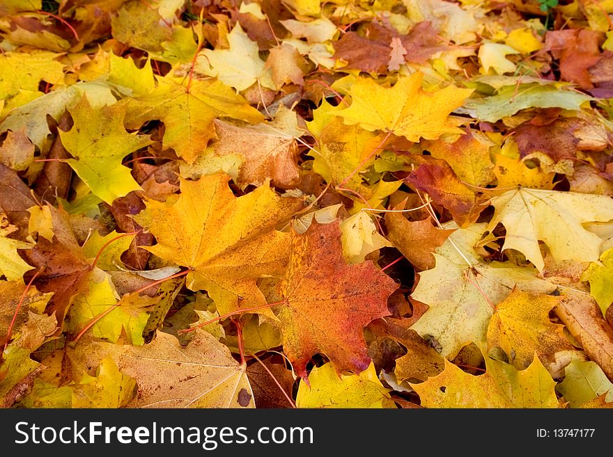 Maple leaves on ground in autumn. Maple leaves on ground in autumn