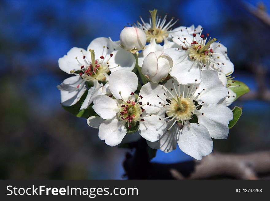 A shot of nice cherry blossoms