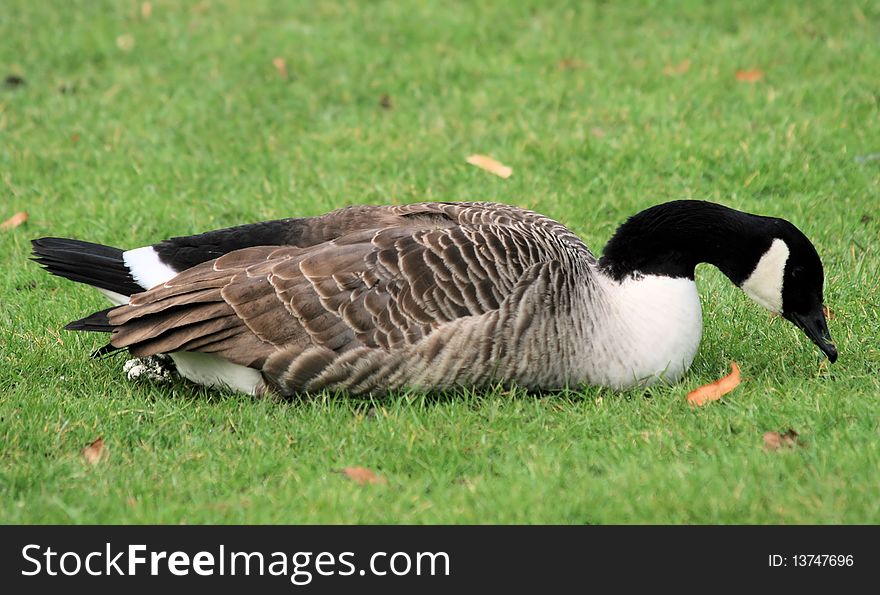 Canada Goose bird on grass. Canada Goose bird on grass
