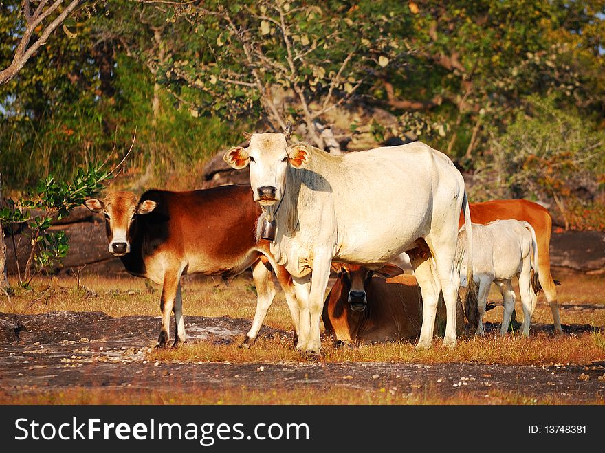 Cows farm near boarder of Thailand.