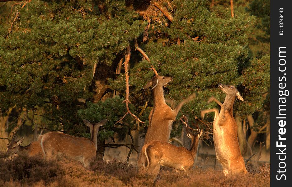 Wildlife - Red Deer