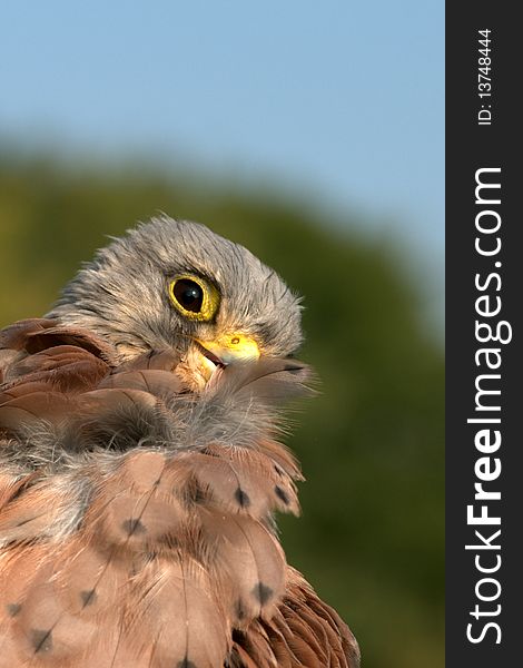 Kestrel (Falco Tinnunculus)