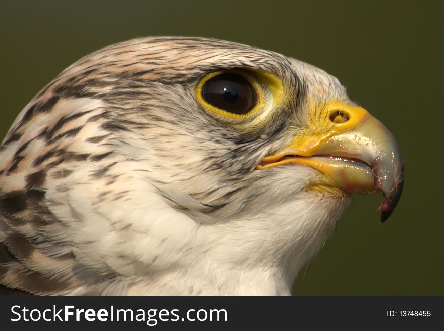 Close up 0f Gyr-Lanner Falcon against green background.