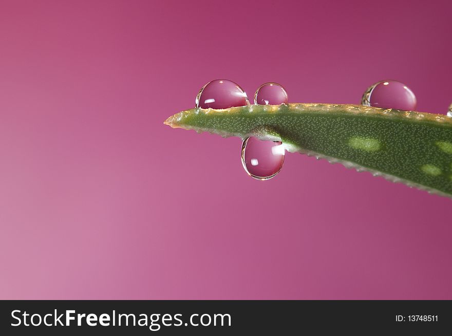 Waterdrops on plant with pink, red background