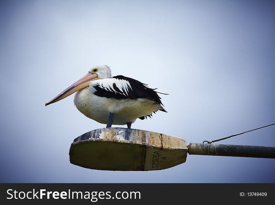 Pelican atop a street lamp