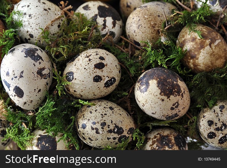 Collection of quail eggs in green moss