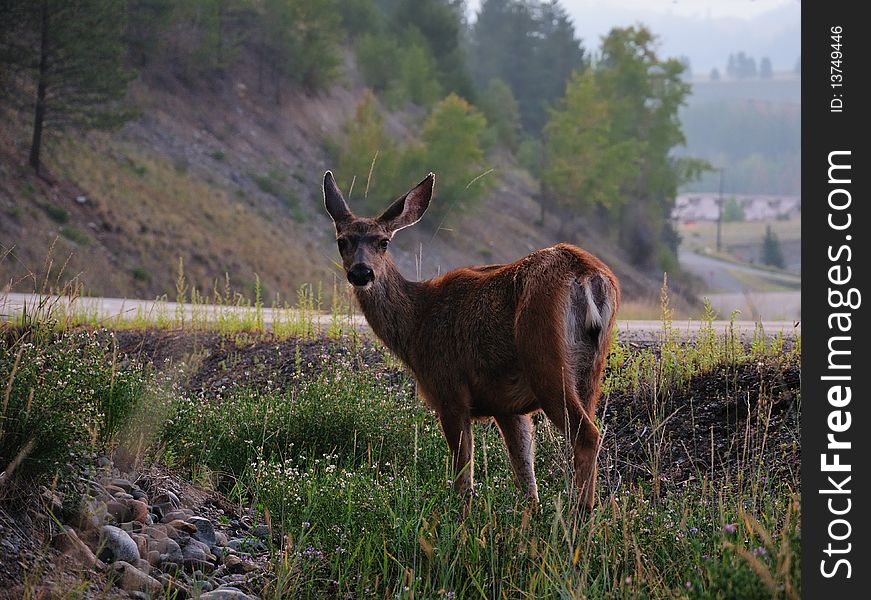 Deer by the road in the morning in British Columbia. Deer by the road in the morning in British Columbia.