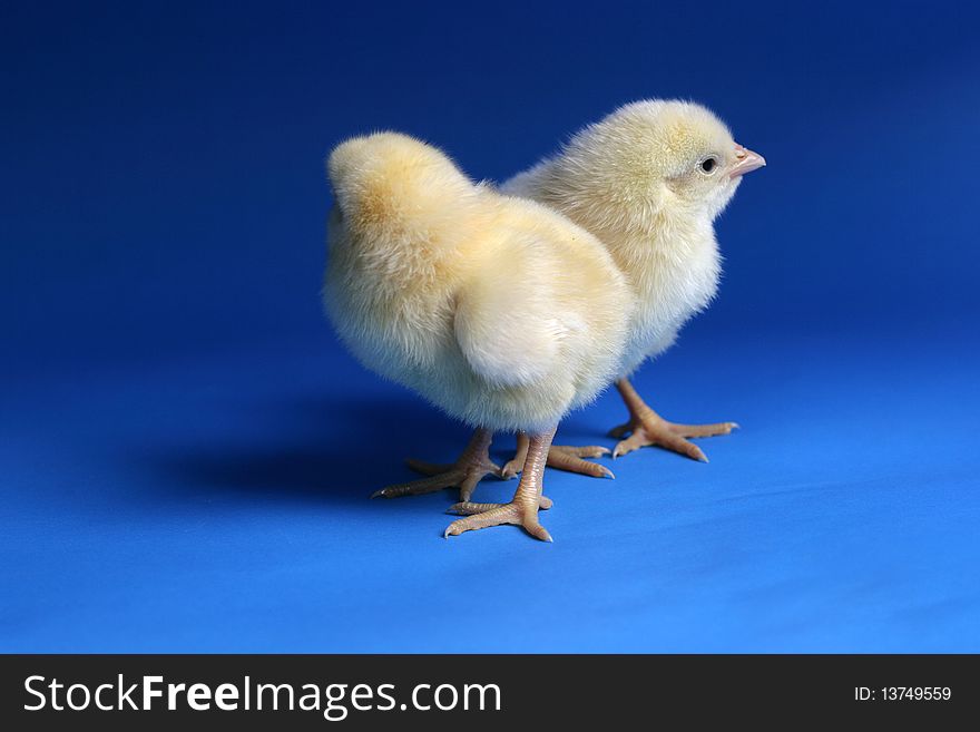 Cute chicks on the blue background image. Cute chicks on the blue background image