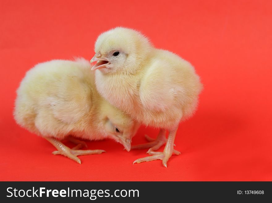 Cute and innocent images of beautiful chicks. Cute and innocent images of beautiful chicks