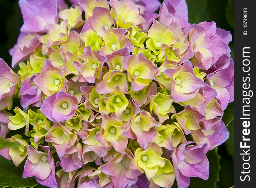 Pink and yellow hydrangeas with green leaves surrounding the flowers. Pink and yellow hydrangeas with green leaves surrounding the flowers