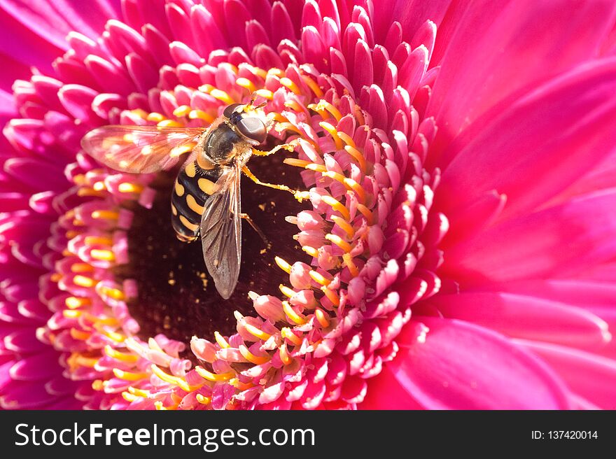 Flying insect pollinating a pink summer flower. Flying insect pollinating a pink summer flower