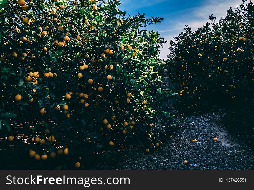 Yellow Lemon fruit on the tree close up with bright sun rays flares on the sunset