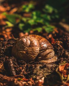 Snail Resting In A Forest Royalty Free Stock Images