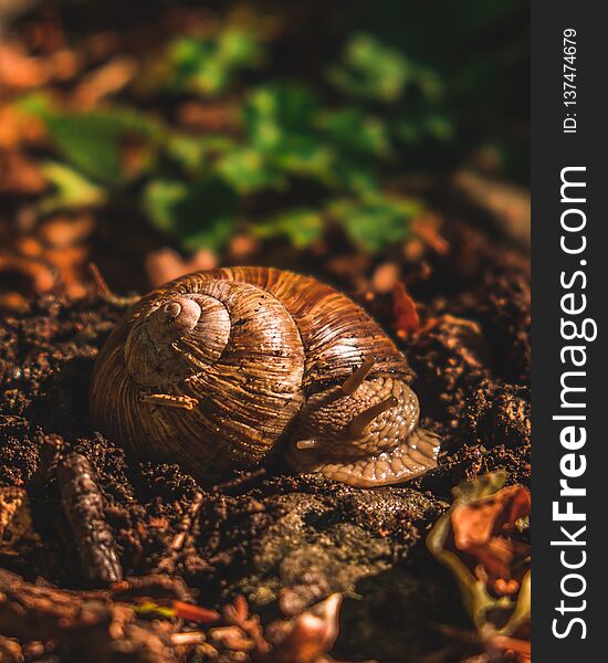 Snail resting on the ground in a forest. Snail resting on the ground in a forest