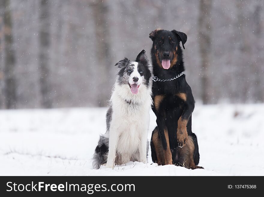 Dogs In The Park