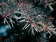Closeup Of The Beautiful Pine Royalty Free Stock Photography