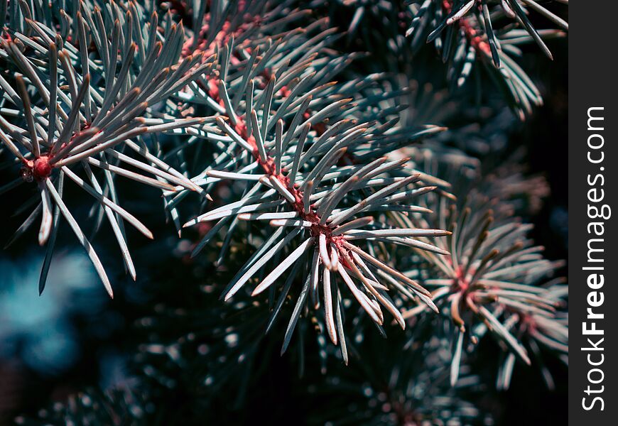 Closeup of the beautiful pine