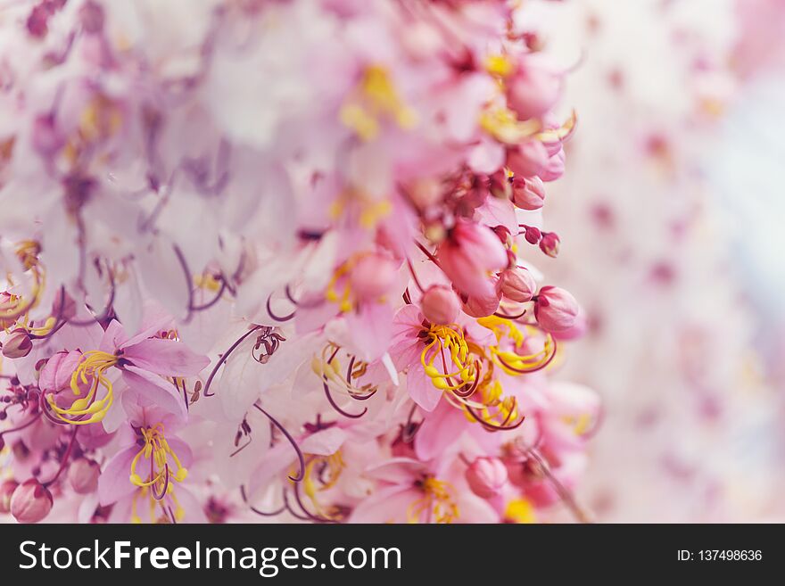 Blossoming Cassia