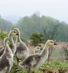 Baby Goose Stock Images