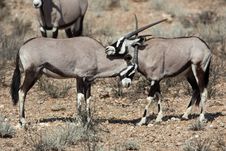 Gemsbok Oryxes Fighting In The Kalahari Desert Royalty Free Stock Photo