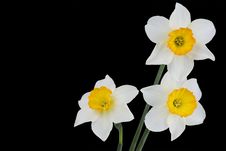 Narcissus Stock Photos Narcissus Stock Photos