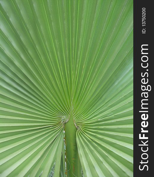 The big and green palm leaf