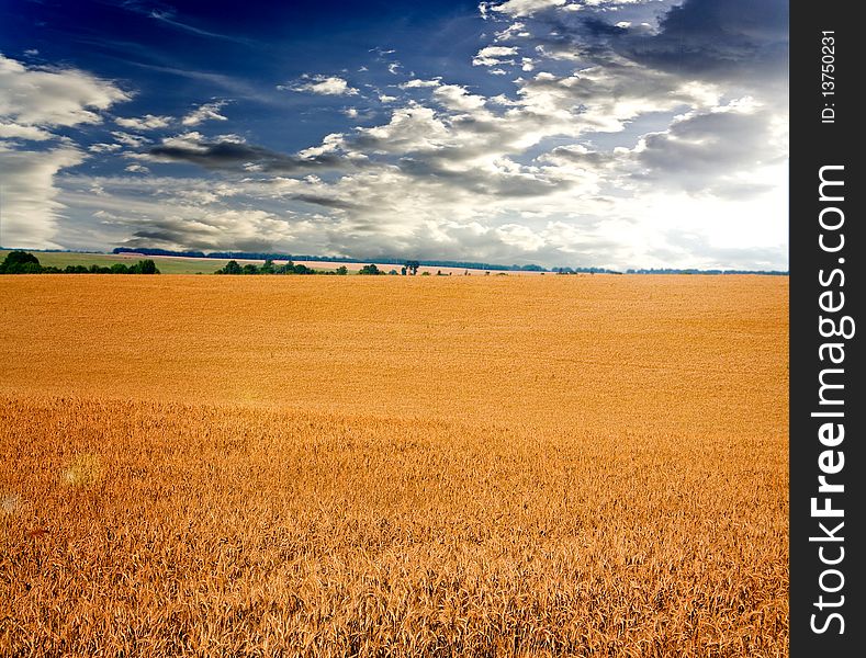 Red grass under blue sky. Red grass under blue sky