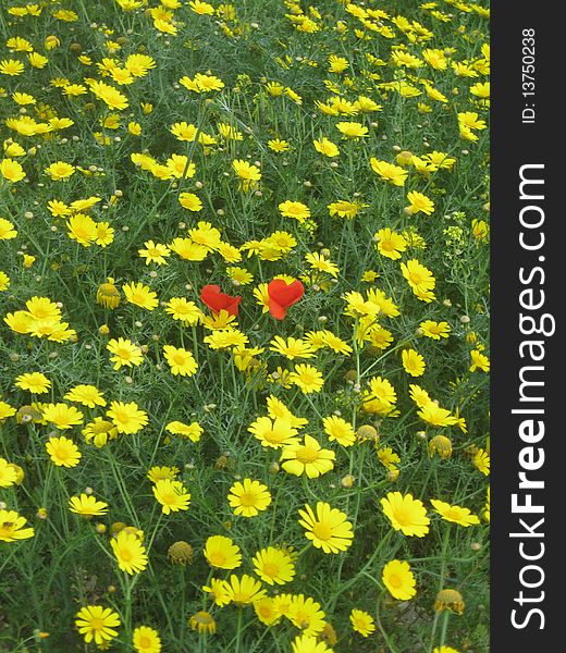 Red poppy and yellow flowers