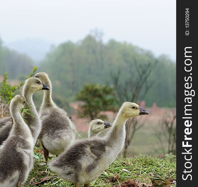 Baby goose and green grass.