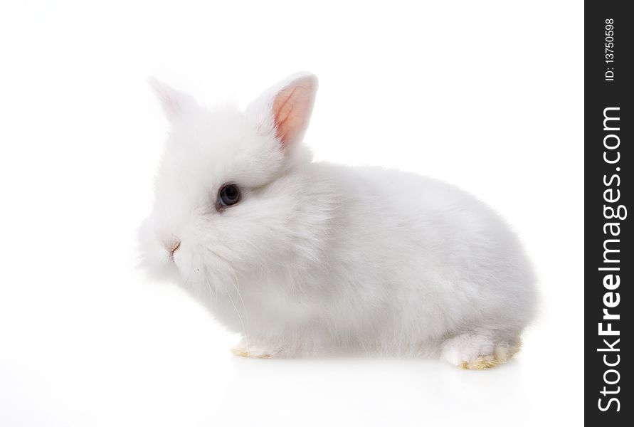 Cute baby rabbit on white backround