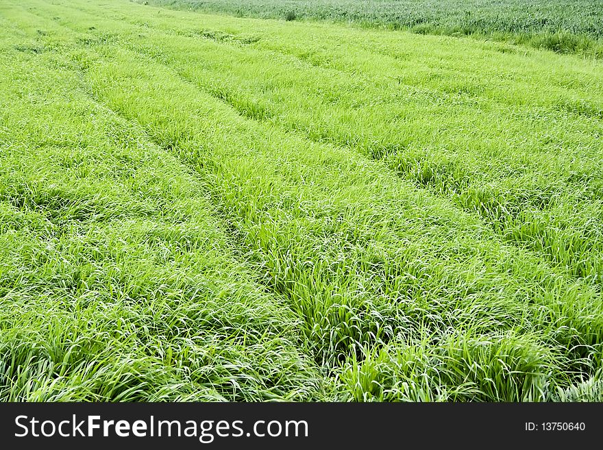 Spring composition - green field of cereal. Spring composition - green field of cereal.