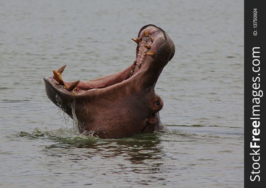 An adult Hippo showing off his teeth. An adult Hippo showing off his teeth