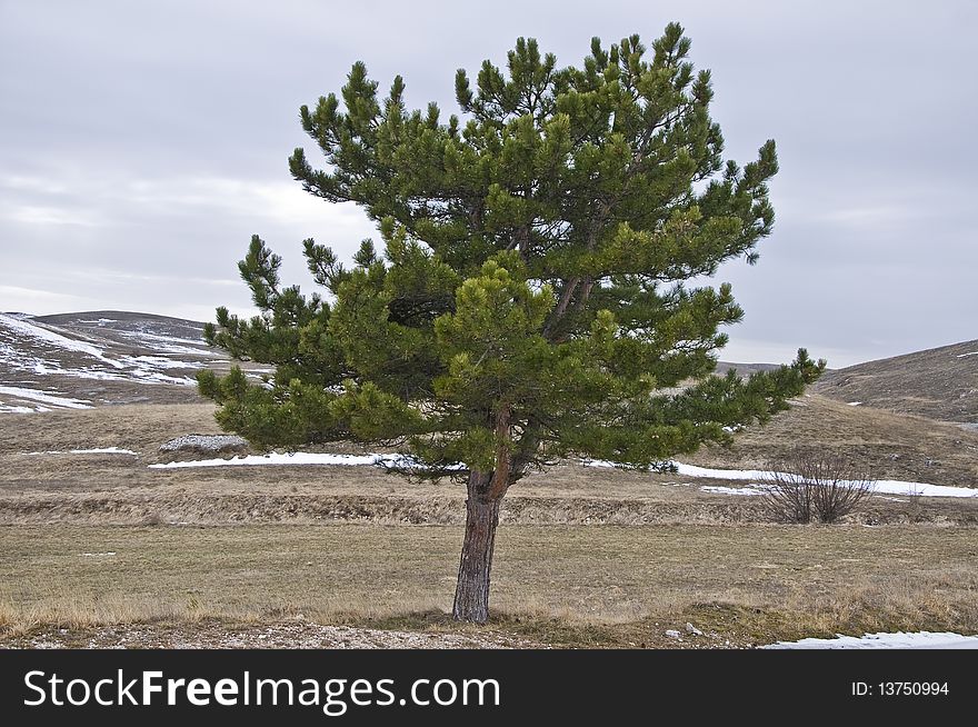 Pine in the mountains with some snow. Pine in the mountains with some snow