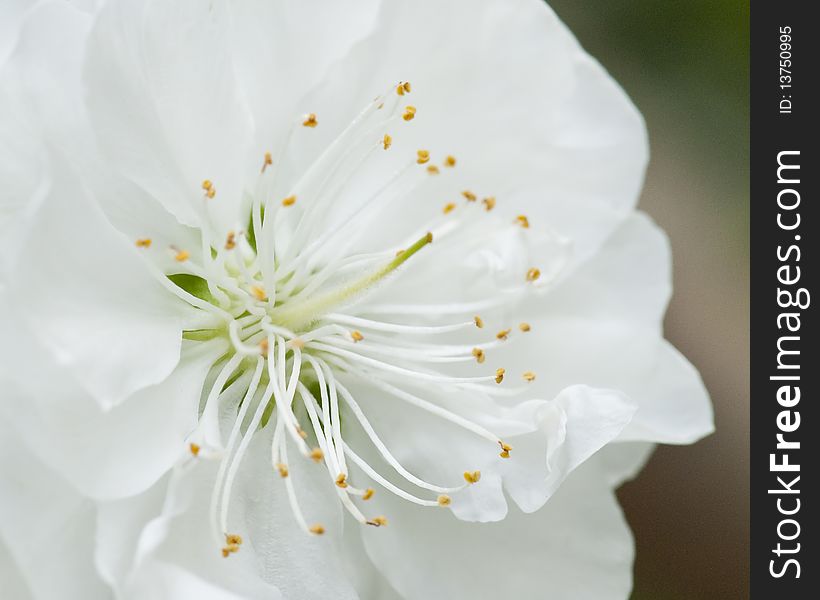 Close up macro type shot of white spring blossom, with green and brown background out of focus