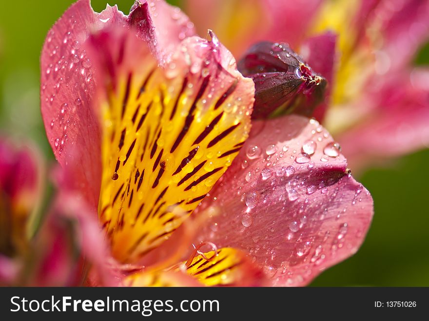 Close up macro shot of pink and yellow flowers covered in droplets, with a green background