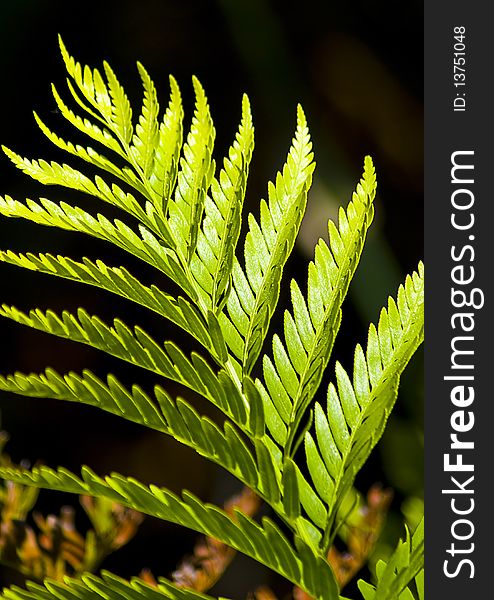 Macro type shot of a green fern growing in the wild. Macro type shot of a green fern growing in the wild