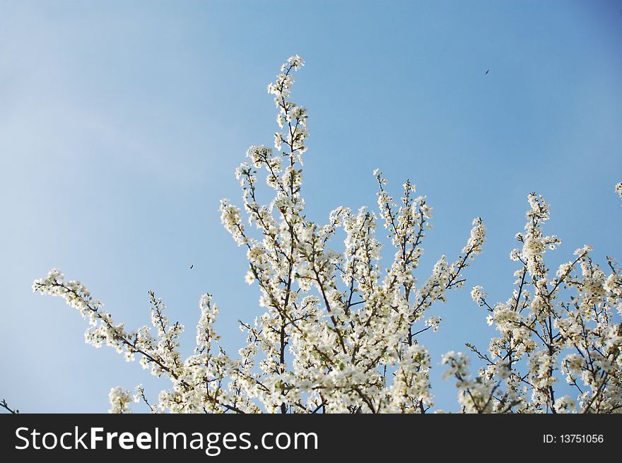 Blossoming plum tree against blue sky. Blossoming plum tree against blue sky