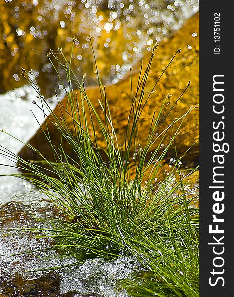 Droplets splashing over  small green plant by the riverside, with brown rocks in the background. Droplets splashing over  small green plant by the riverside, with brown rocks in the background