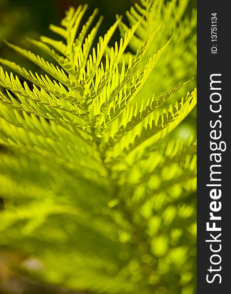 Green wild fern