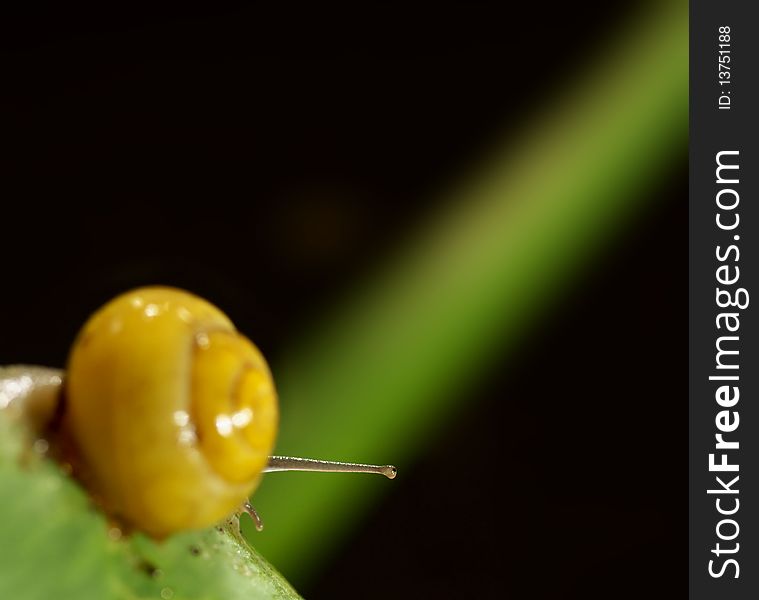 Snail after rain