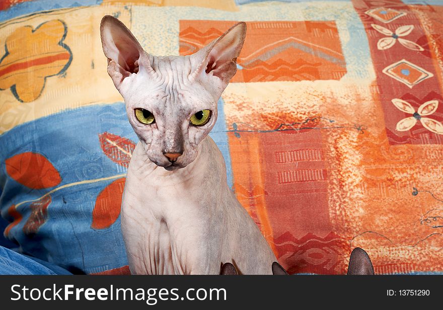 Portrait of a cat on an abstract background, green eyes