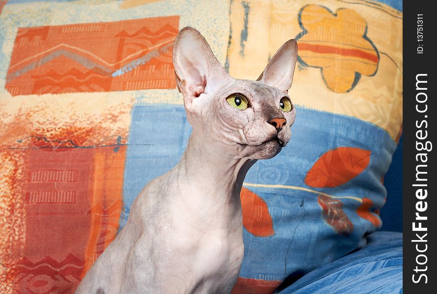 Portrait of a cat on an abstract background, green eyes