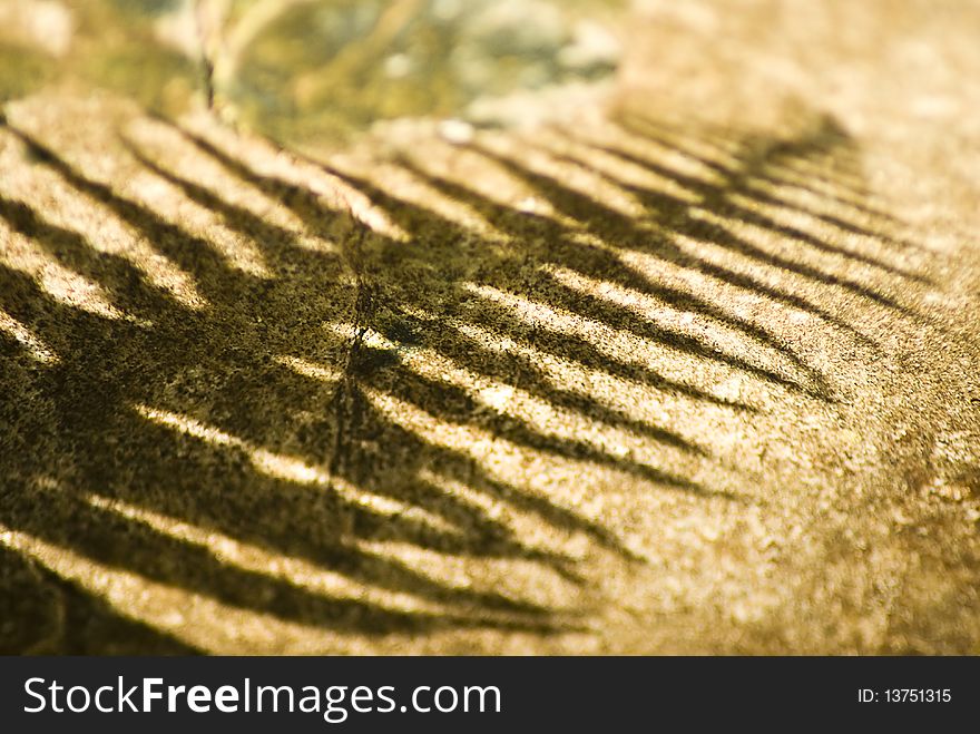 The outline shadow of a fern of a rough textured rock. The outline shadow of a fern of a rough textured rock