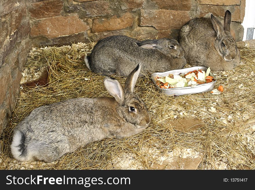 Three grey rabbits on the hay