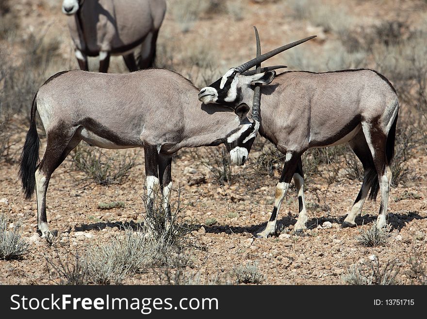 Gemsbok oryx antelope, Kgalagadi Transfrontier Park, South Africa. Gemsbok oryx antelope, Kgalagadi Transfrontier Park, South Africa